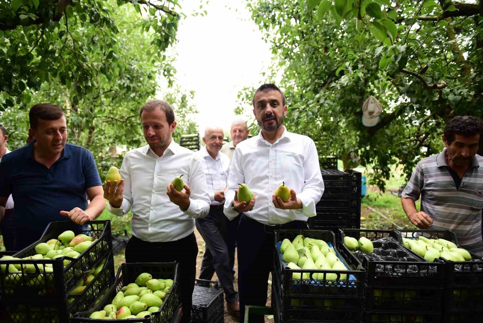 Bursa’da armut hasadı başladı... İlk meyveler Milletvekili Kılıç ve Başkan Tanır’dan