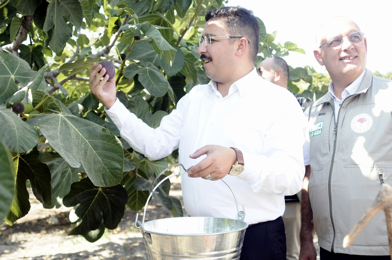 Mudanya’da kraliçe incirinin hasadı başladı