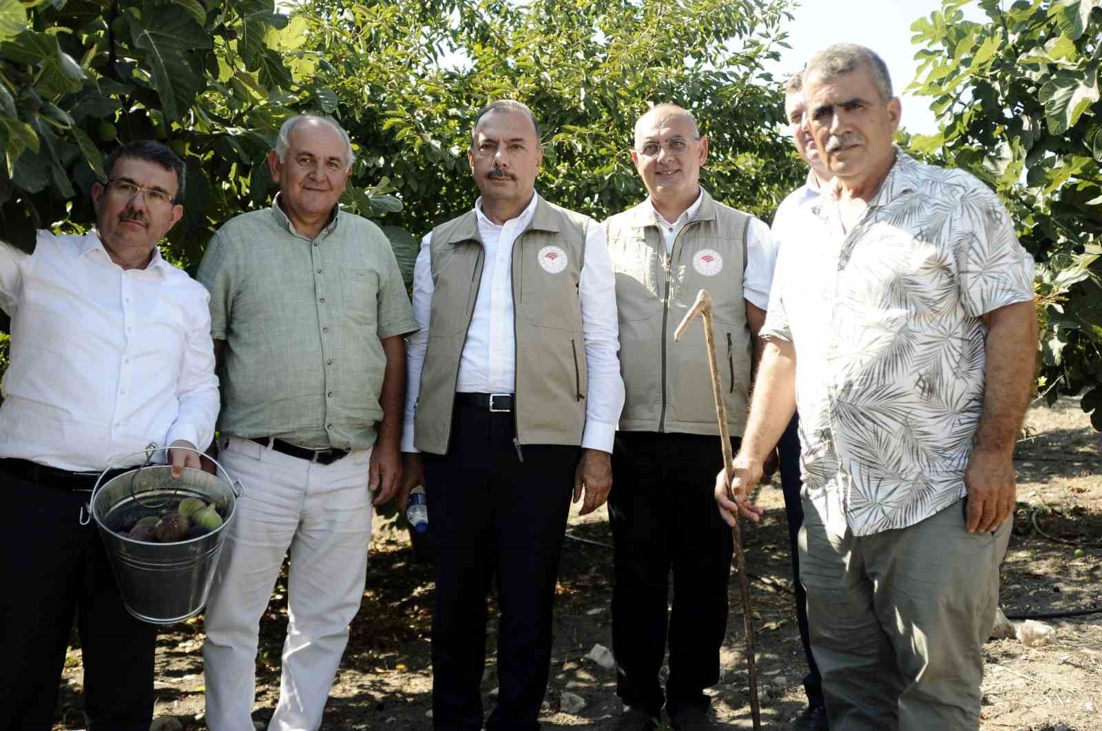 Mudanya’da kraliçe incirinin hasadı başladı