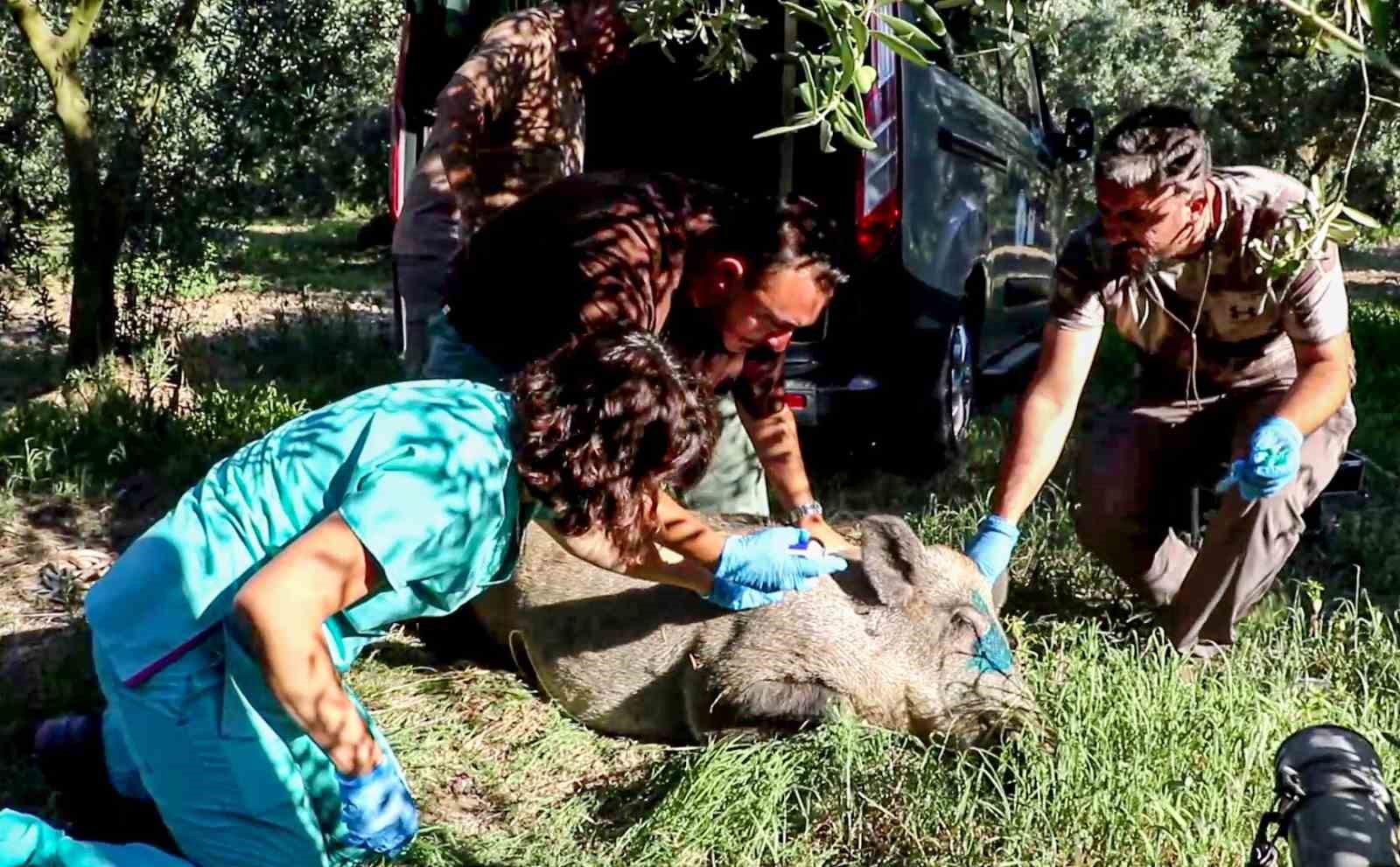 Anne domuz 5 saatlik operasyonla kuyudan çıkarıldı