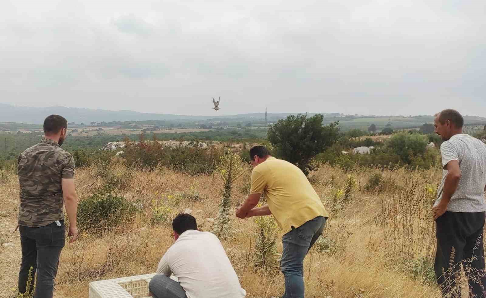 Avı yasaklanan keklikler doğaya salındı