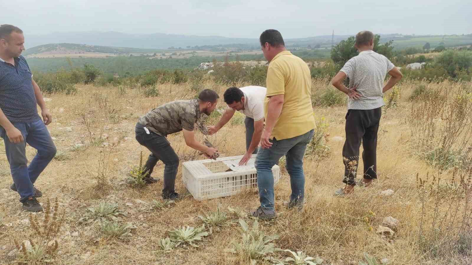 Avı yasaklanan keklikler doğaya salındı