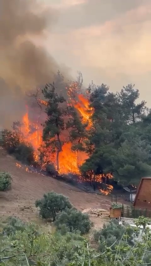 Bursa’da orman yangını arıları telef etti, ekipler alevlere böyle müdahale etti