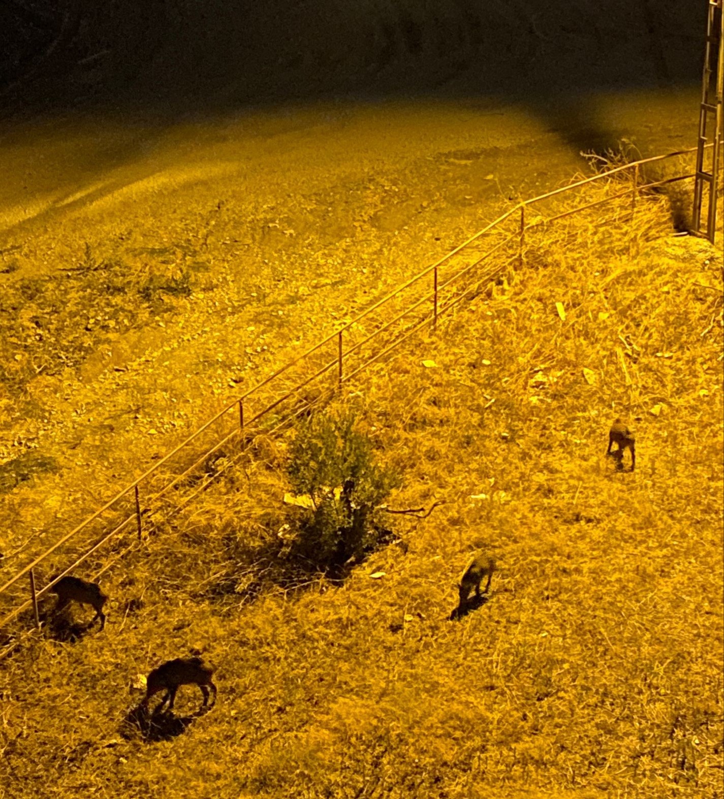 Gemlik’te domuzlar sitelere dadandı