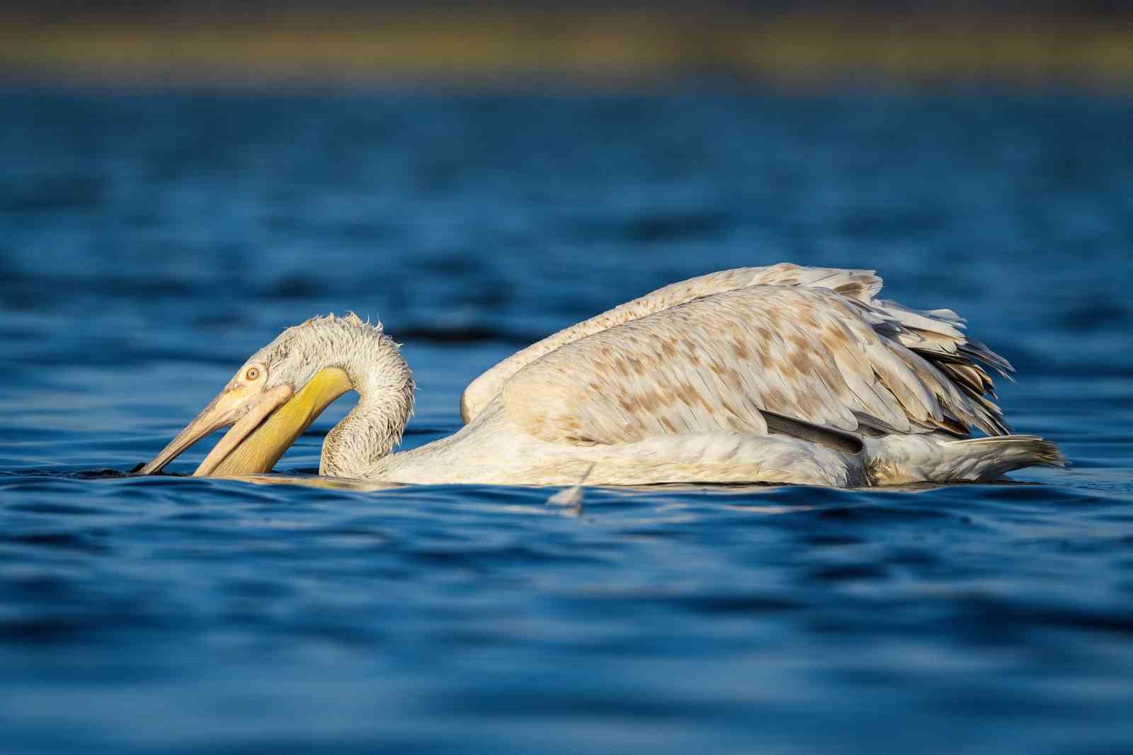 (Özel) Tepeli pelikanlardan görsel şölen