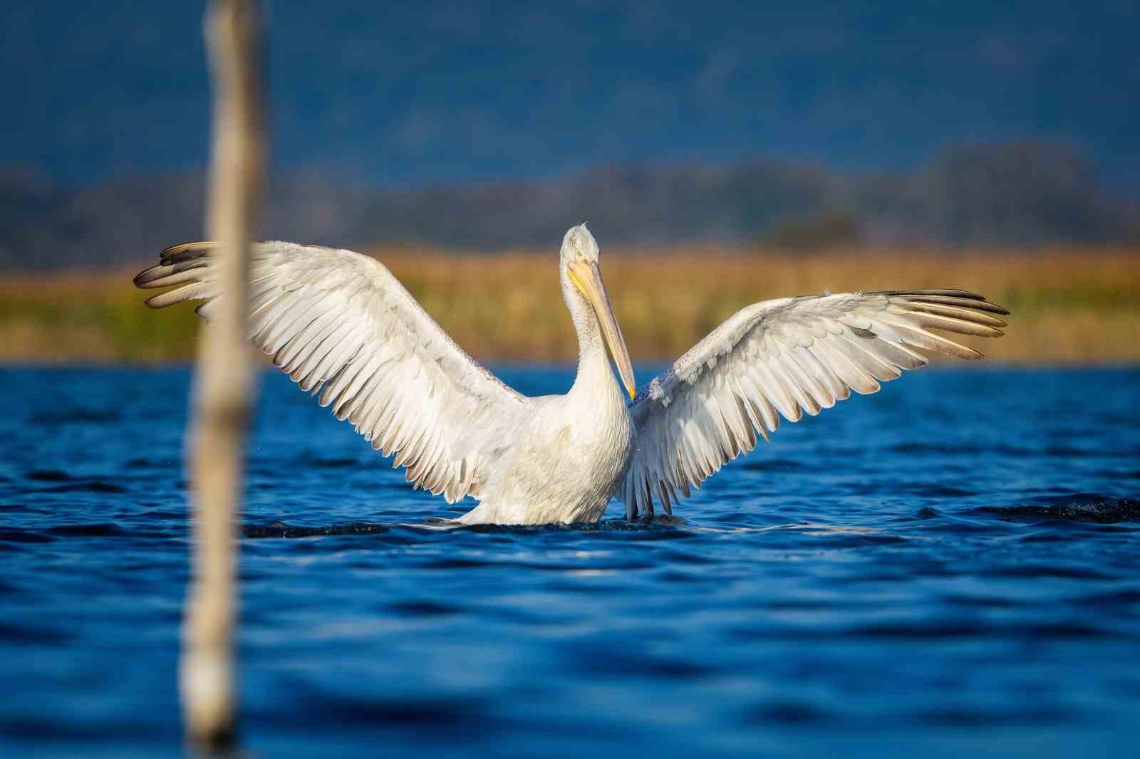 (Özel) Tepeli pelikanlardan görsel şölen