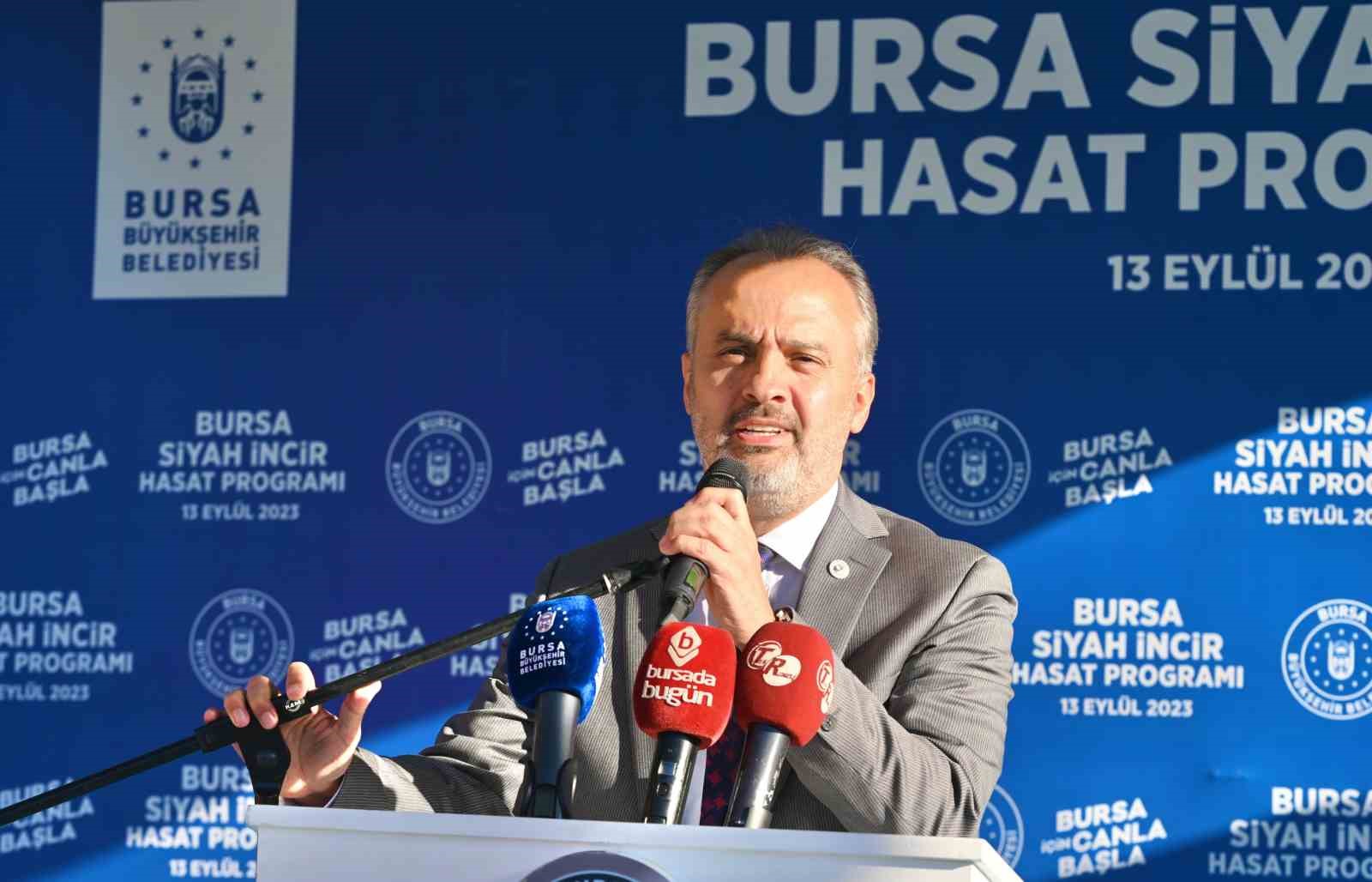 Bursa’nın ’Siyah incisi’nde hasat başladı