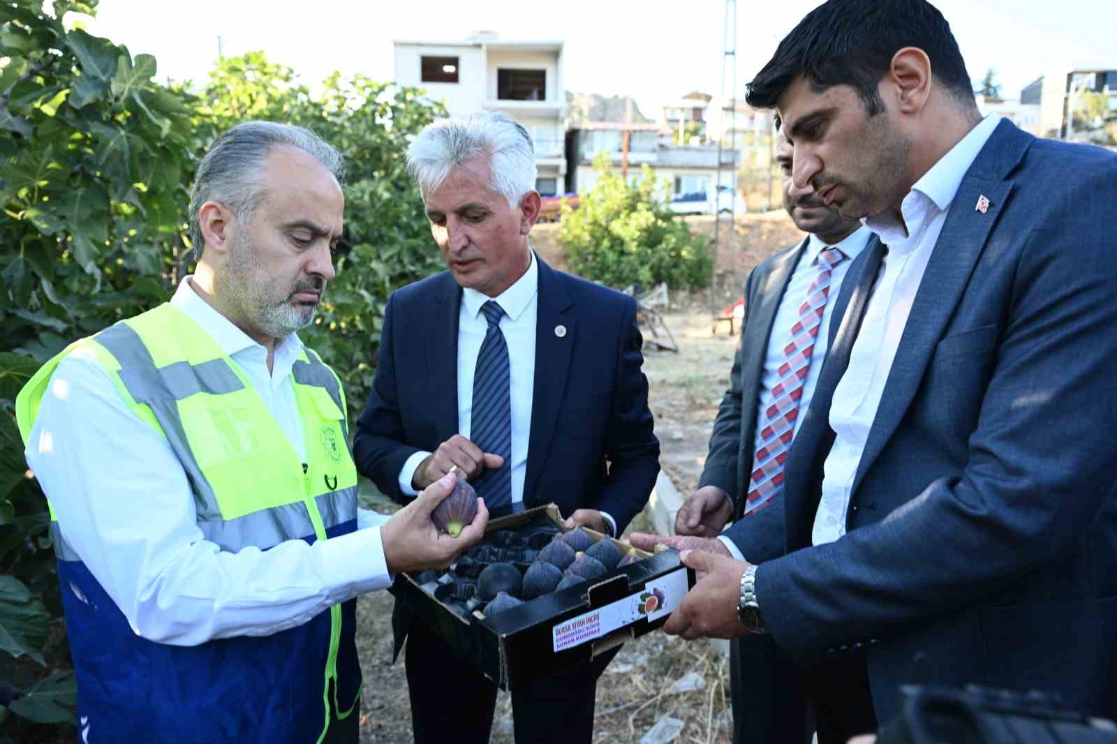 Bursa’nın ’Siyah incisi’nde hasat başladı