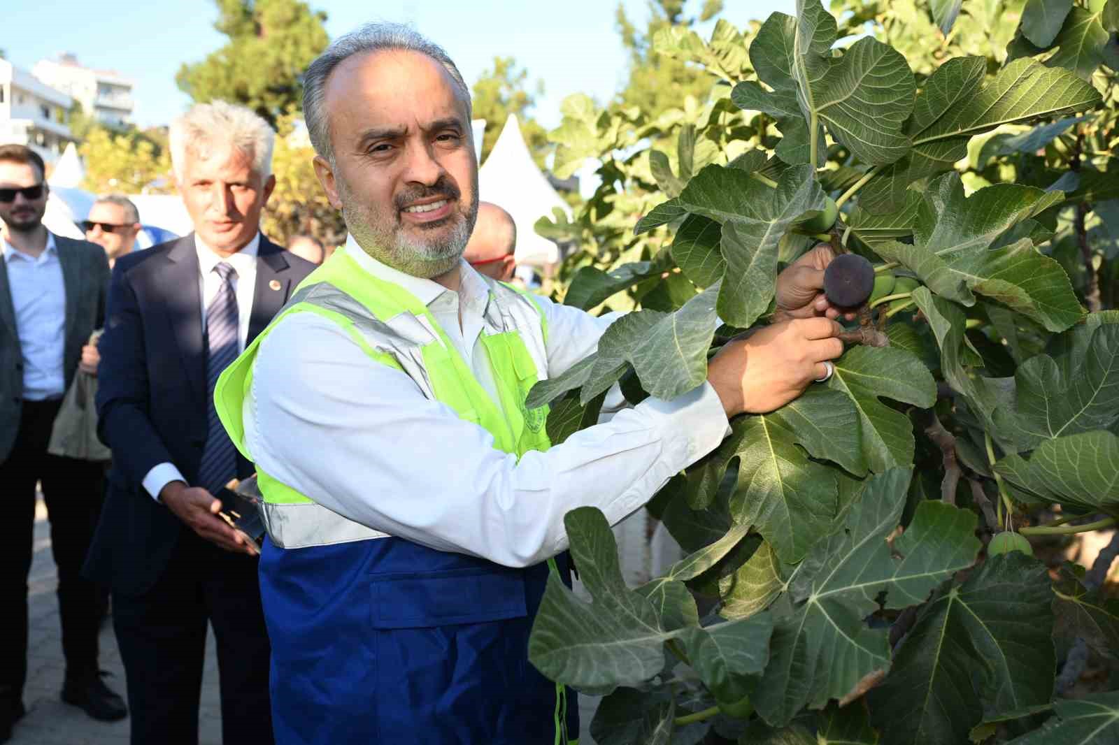 Bursa’nın ’Siyah incisi’nde hasat başladı