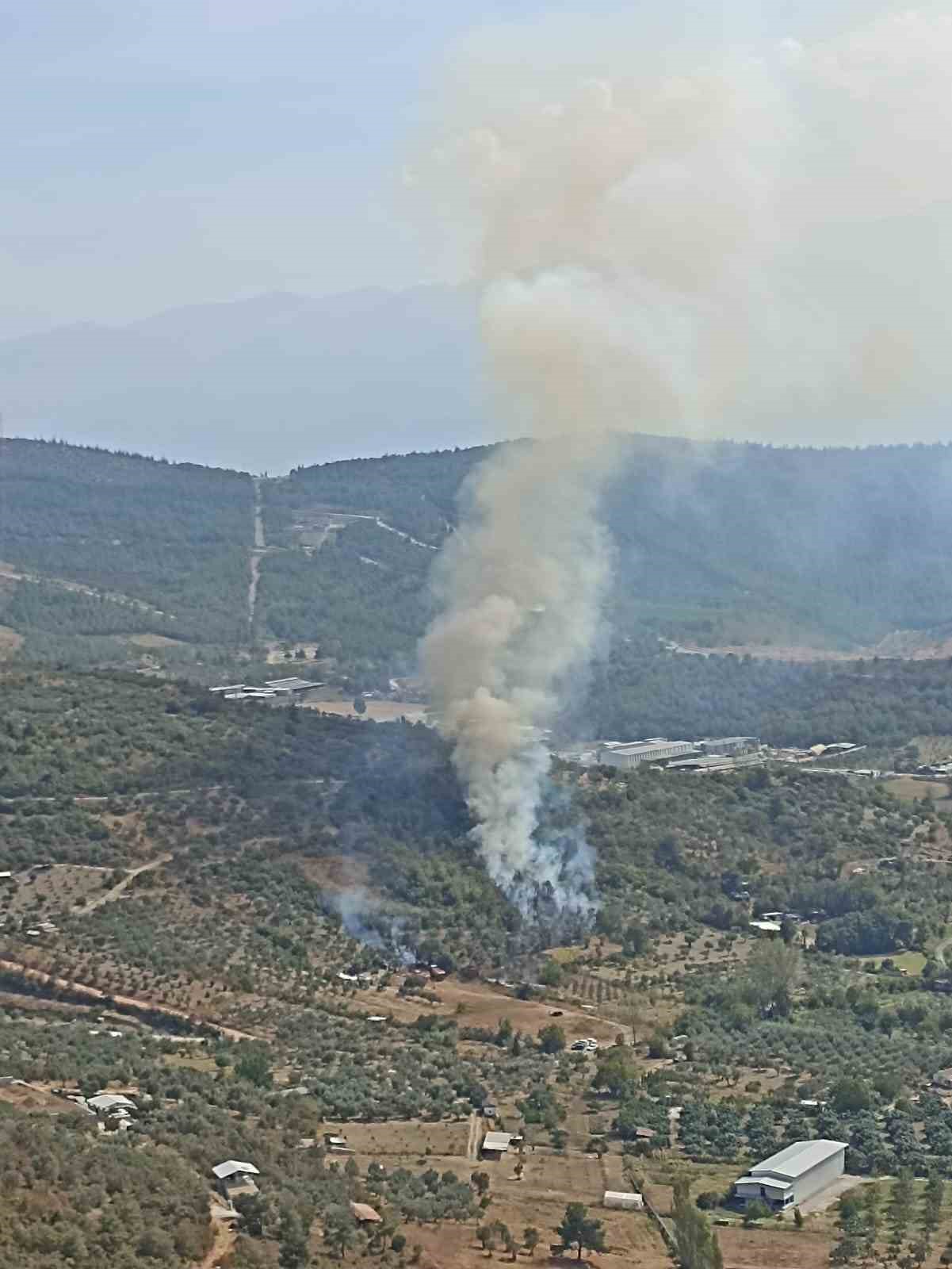 Çöp yakarken ormanı yaktı, bir köpek telef oldu