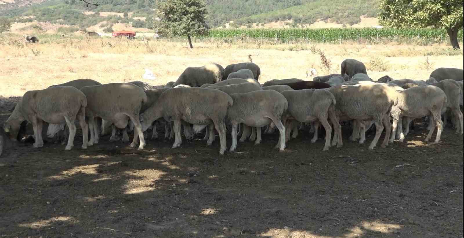 Meralar koruma altında