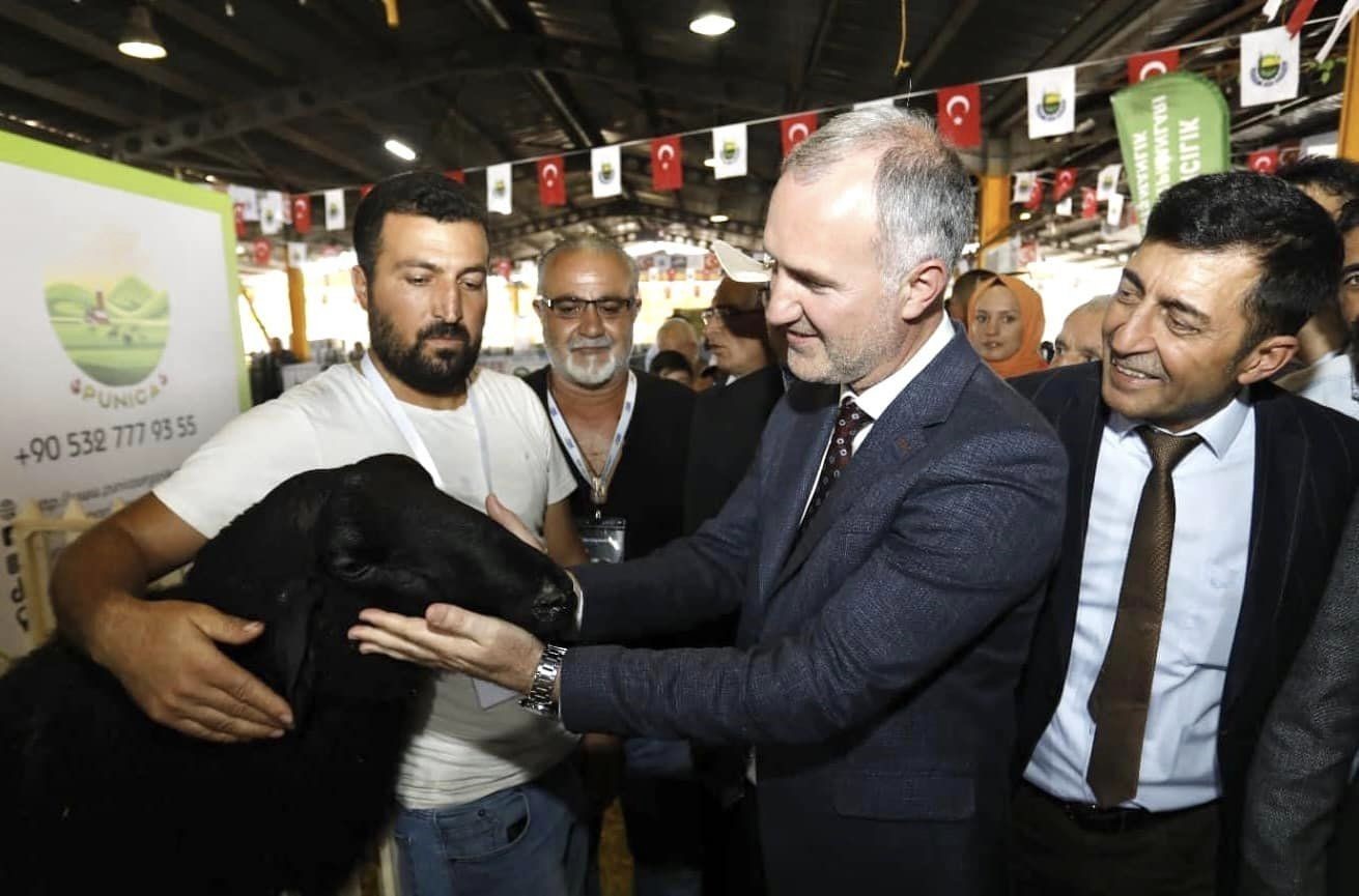 İnegöl’de küçükbaş hayvancılık festivali başlıyor