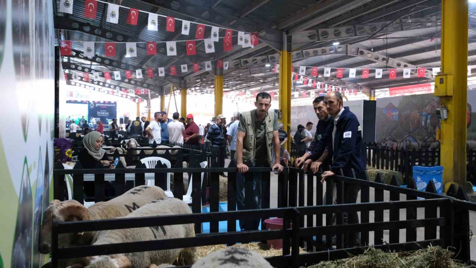 3. Küçükbaş Hayvancılık Festivali başladı