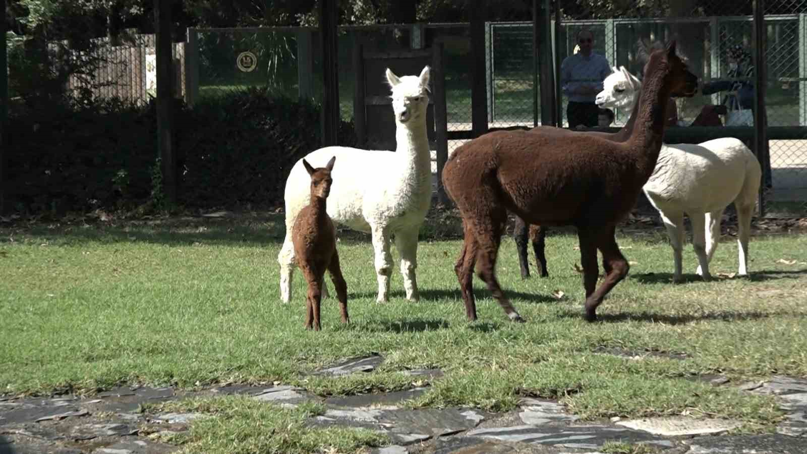 (Özel) Yavru alpaka Bursa’nın neşe kaynağı oldu