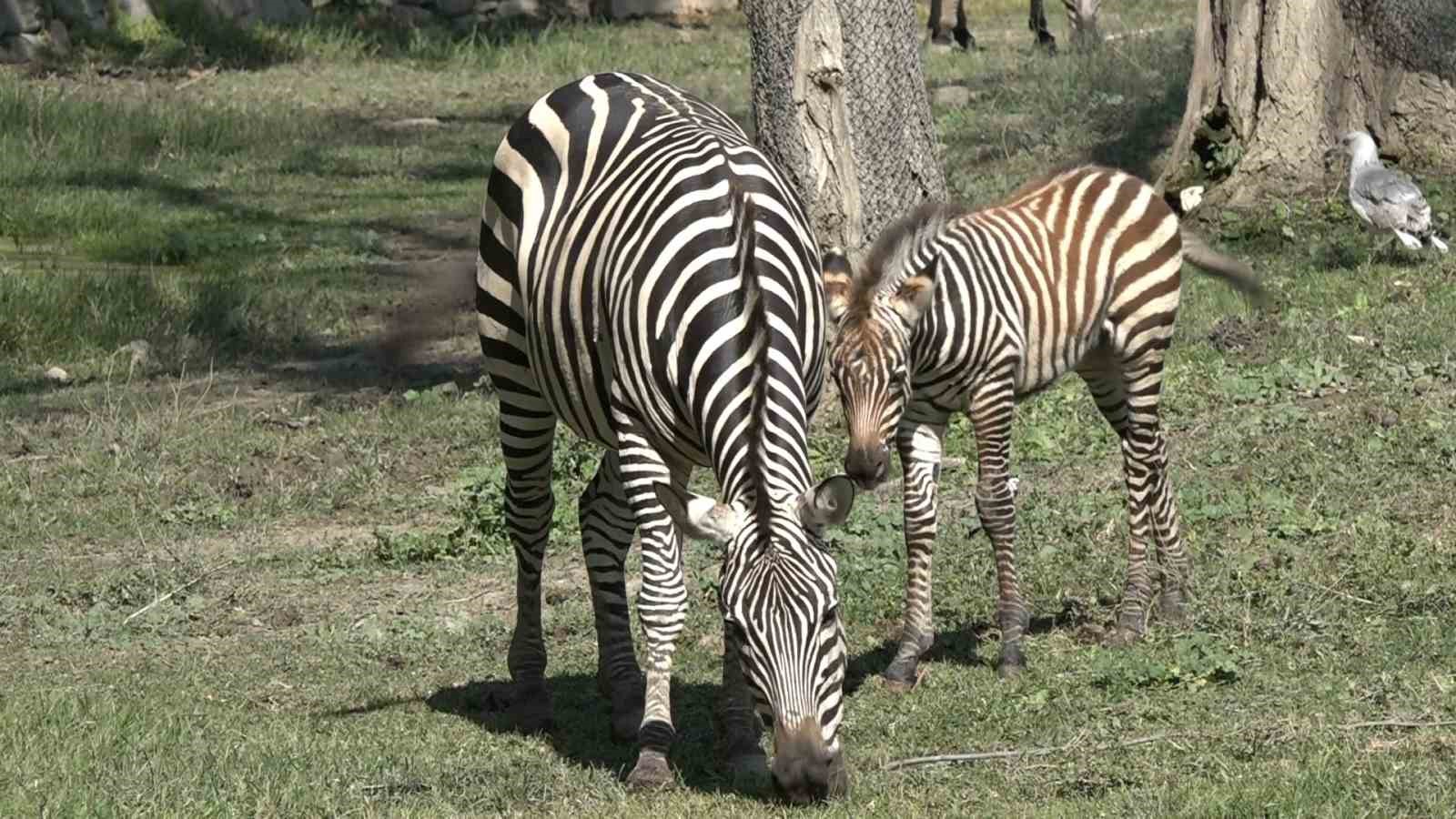 Bursa Hayvanat Bahçesi’nin zebra ailesine 3 yeni üye