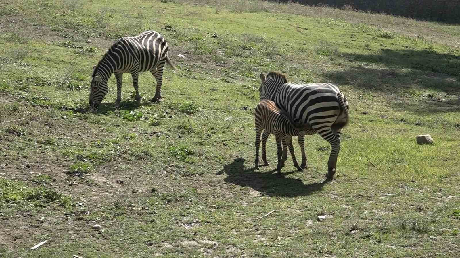 Bursa Hayvanat Bahçesi’nin zebra ailesine 3 yeni üye