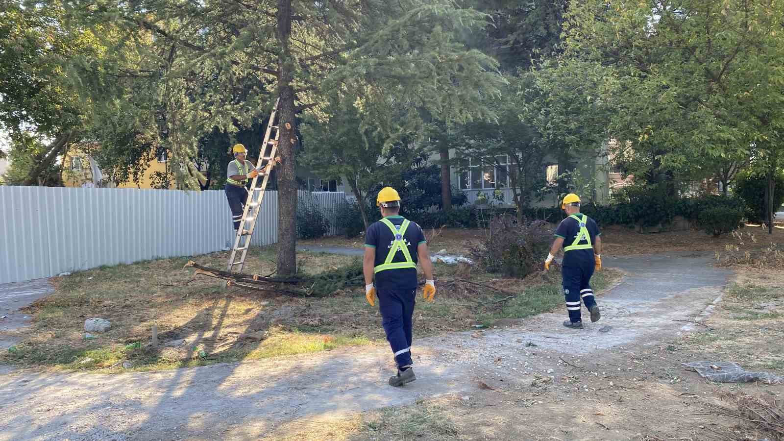 Bursa’da ağaçlar zarar görmemesi için naklediliyor