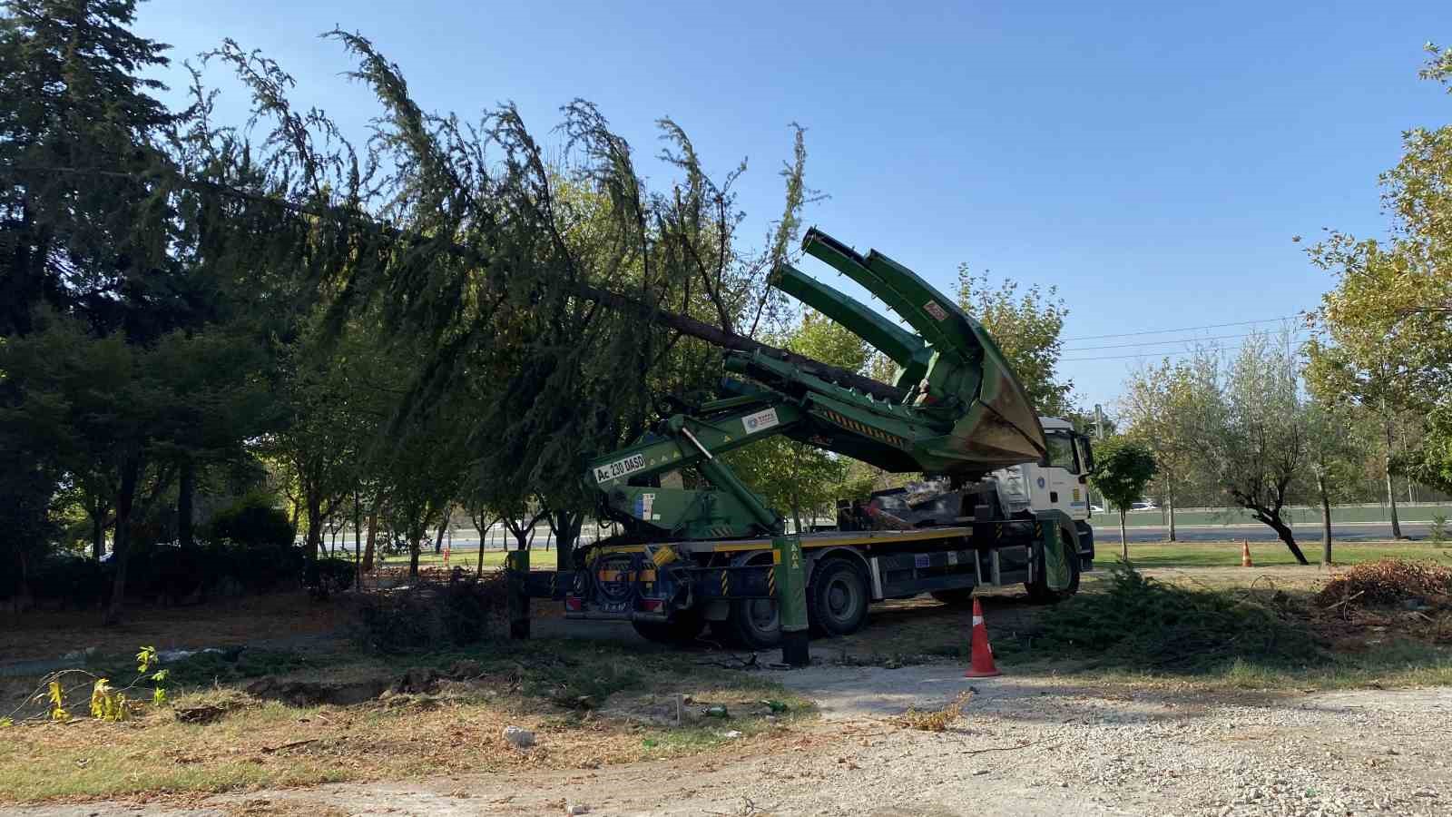 Bursa’da ağaçlar zarar görmemesi için naklediliyor