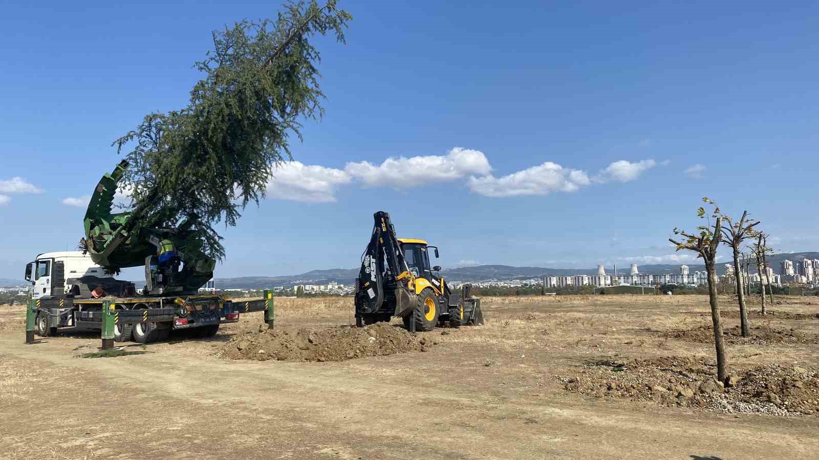 Bursa’da ağaçlar zarar görmemesi için naklediliyor