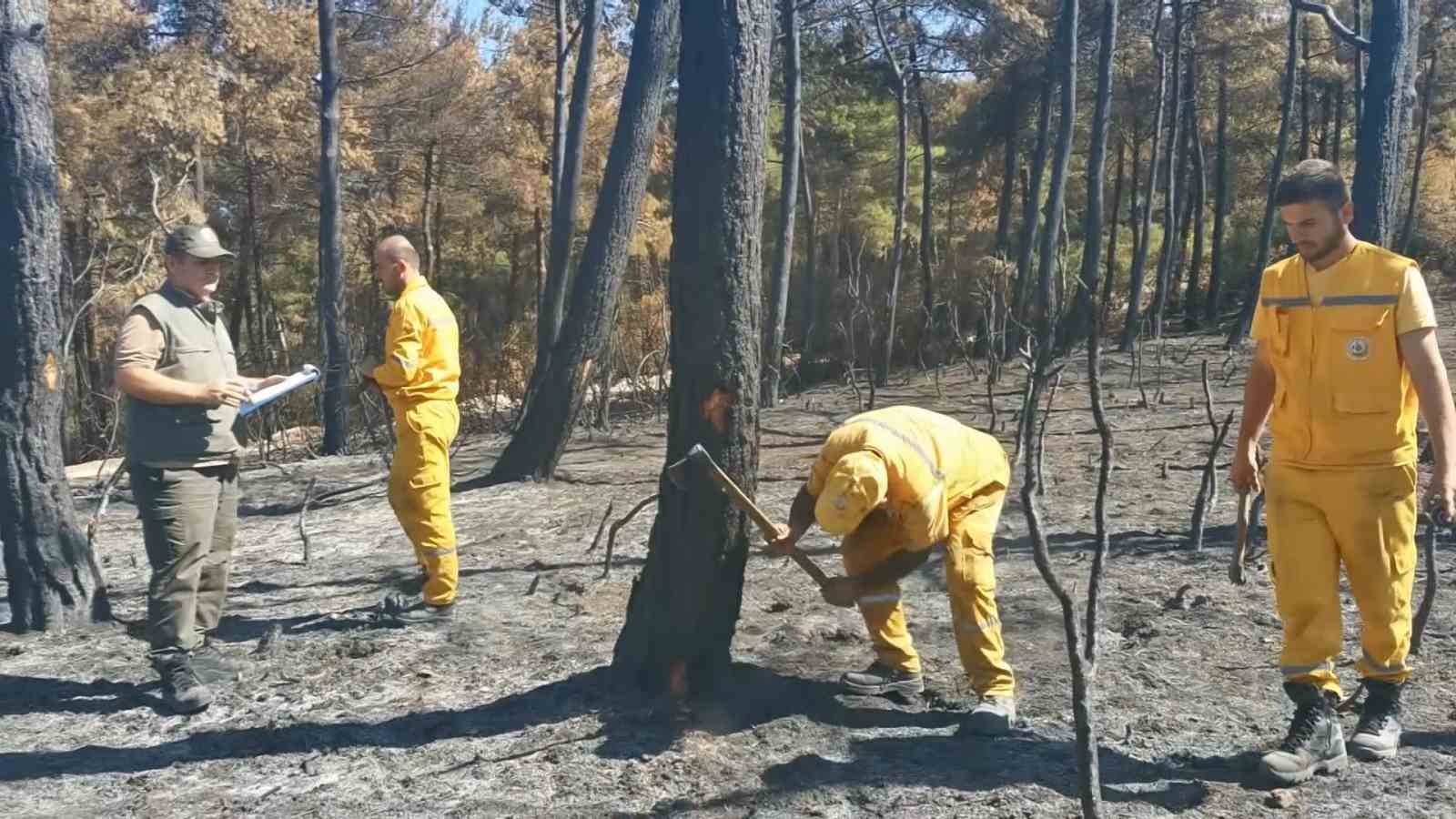 Yanan 25 hektarlık ormandaki ağaçlar tek tek kontrol ediliyor