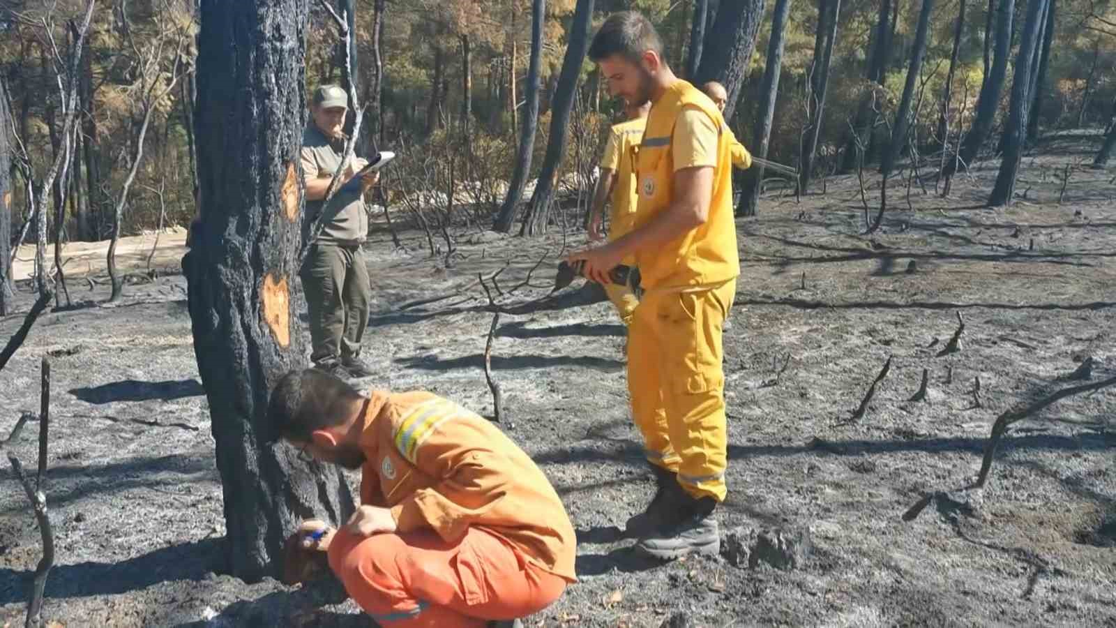 Yanan 25 hektarlık ormandaki ağaçlar tek tek kontrol ediliyor