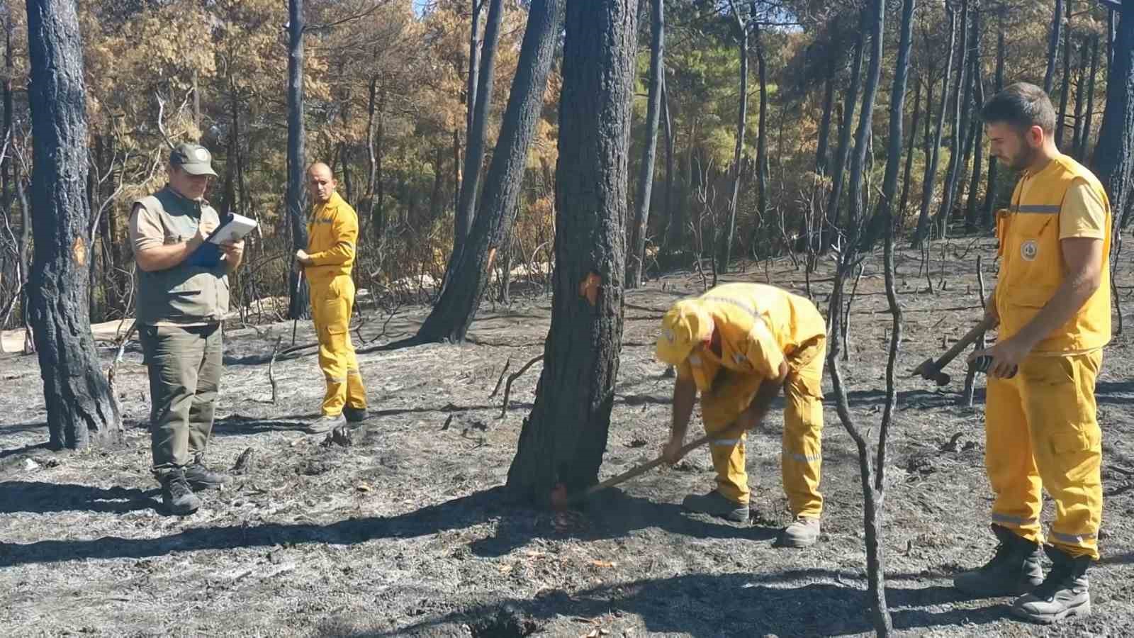 Yanan 25 hektarlık ormandaki ağaçlar tek tek kontrol ediliyor