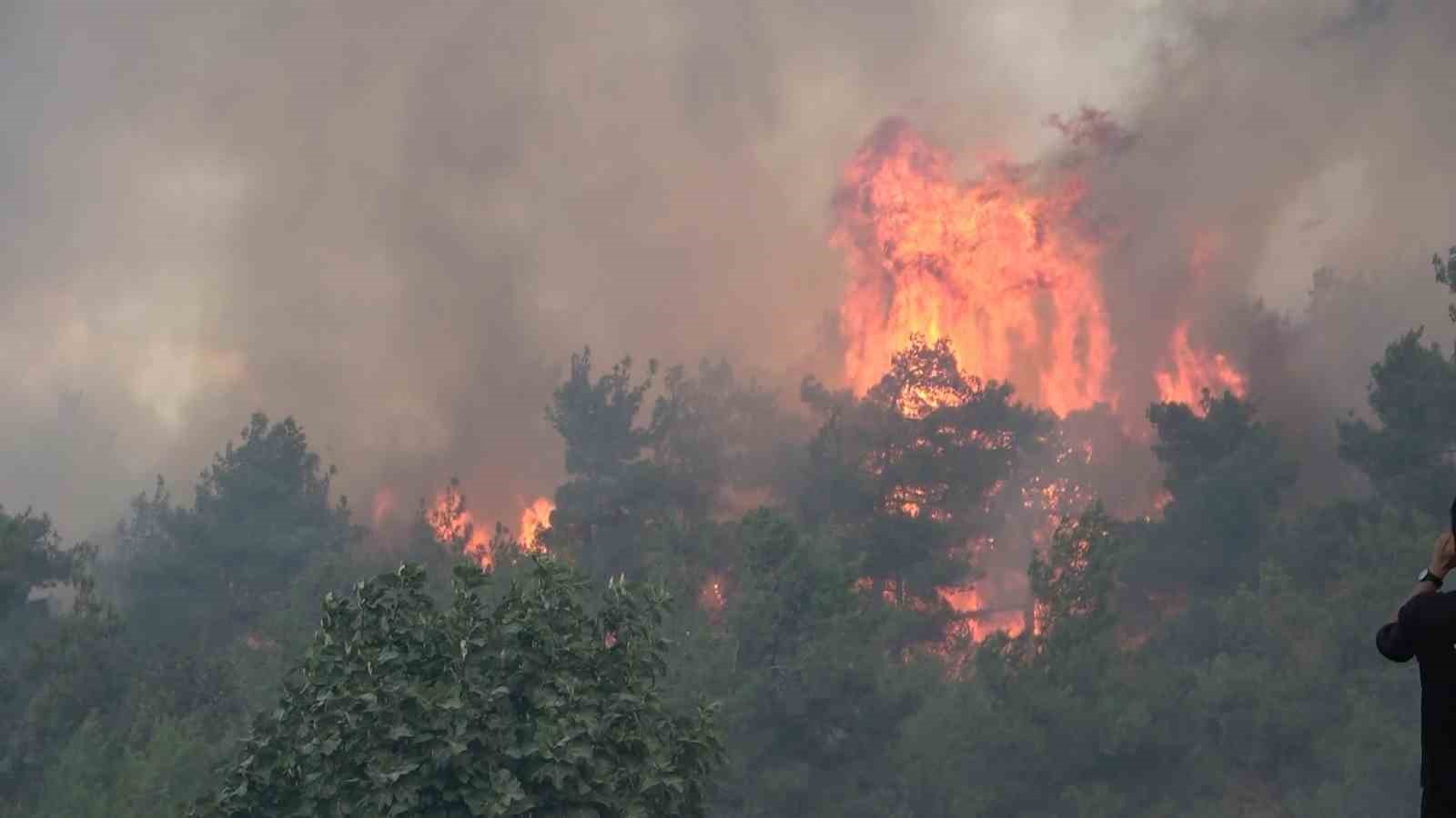 (Özel) Yanan ormanda bilanço dron ile çıkarılıyor, 25 hektar yeniden ağaçlandırılacak