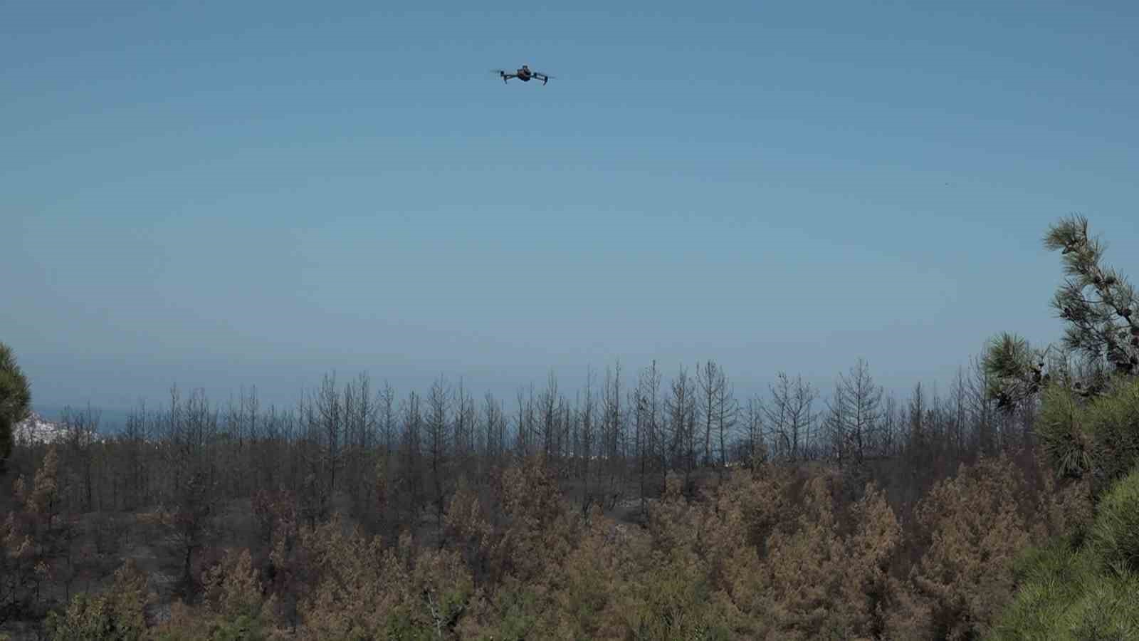 (Özel) Yanan ormanda bilanço dron ile çıkarılıyor, 25 hektar yeniden ağaçlandırılacak