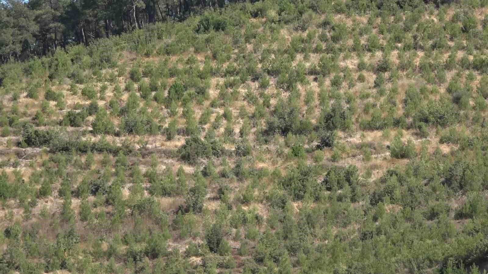 (Özel) Yanan ormanda bilanço dron ile çıkarılıyor, 25 hektar yeniden ağaçlandırılacak