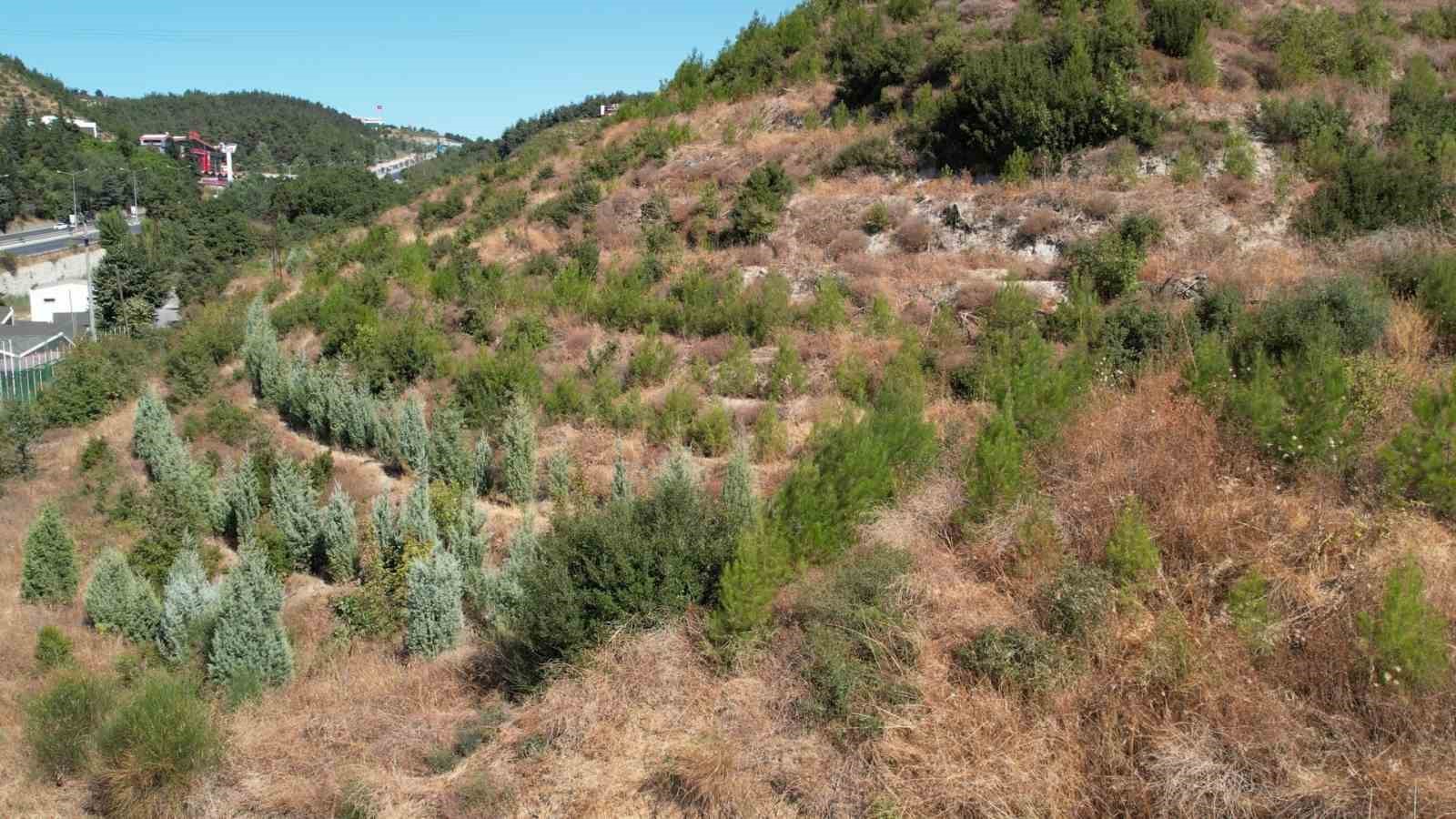 (Özel) Yanan ormanda bilanço dron ile çıkarılıyor, 25 hektar yeniden ağaçlandırılacak