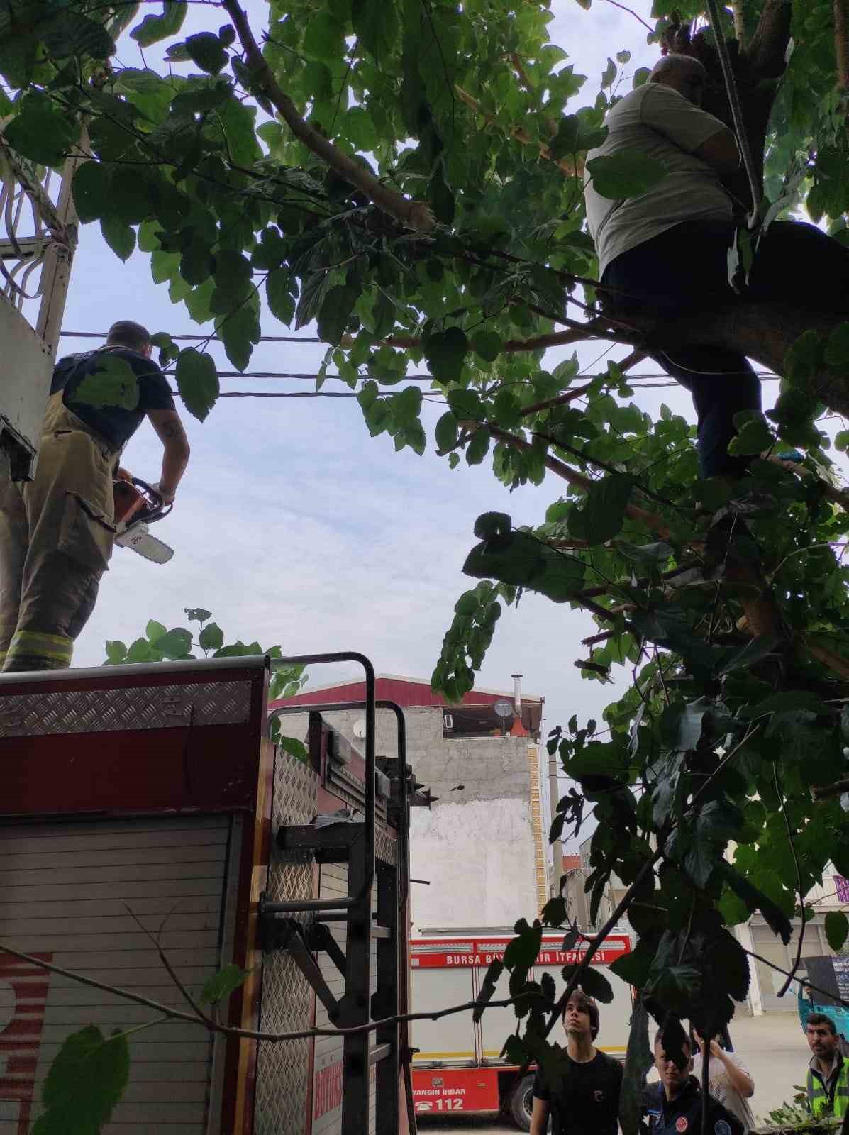 Ağaçta kalan kediyi kurtarmak isterken kendi mahsur kaldı