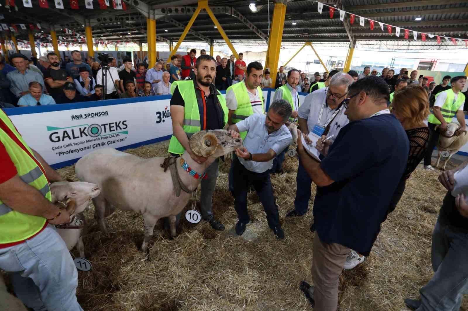 Podyum koç ve süs tavuklarının