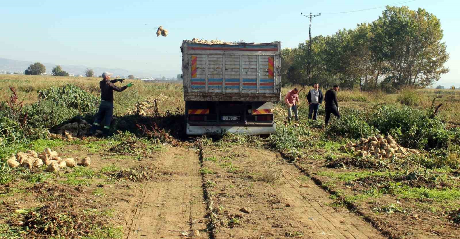 Çiftçi pancar şekeri fiyatından memnun değil