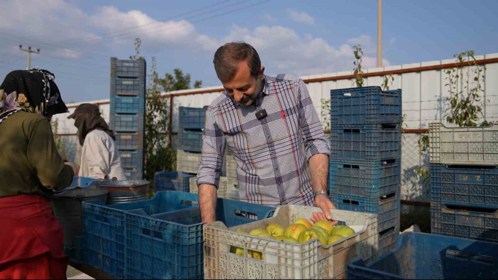 Deveci armudu hasadı başladı