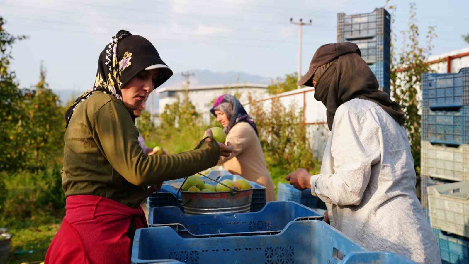 Deveci armudu hasadı başladı