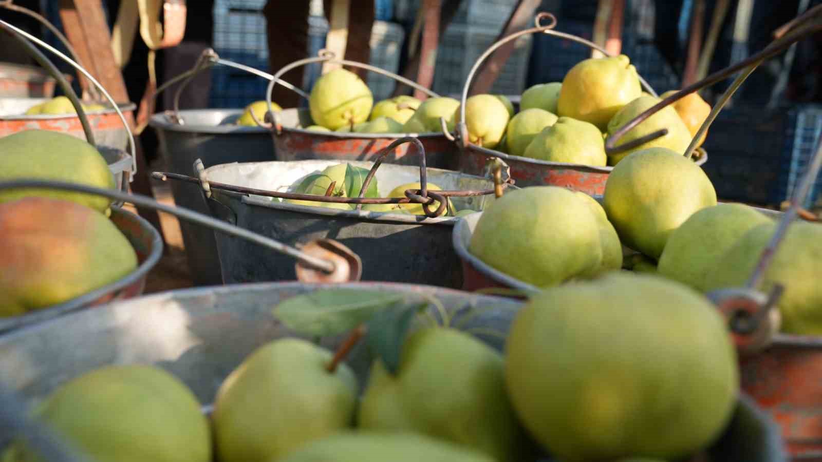 Deveci armudu hasadı başladı