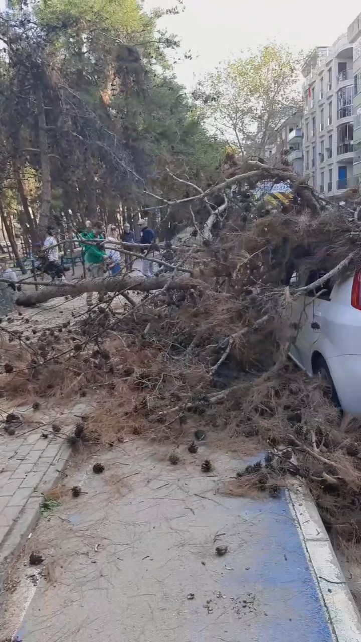 Çürük ağaç otomobilin üzerine devrildi