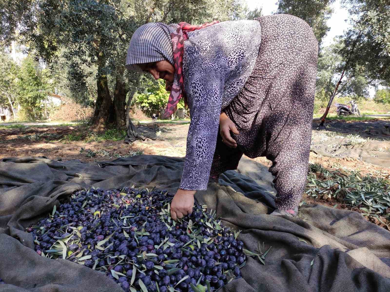 Zeytin hasadı için geri sayım başladı