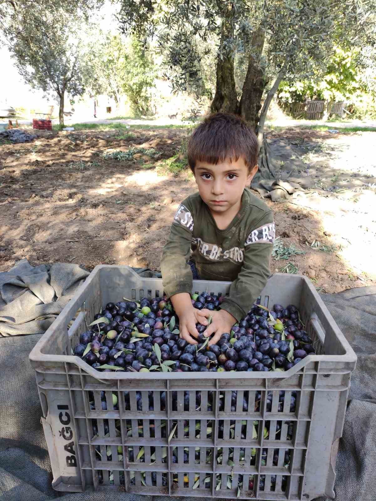 Zeytin hasadı için geri sayım başladı