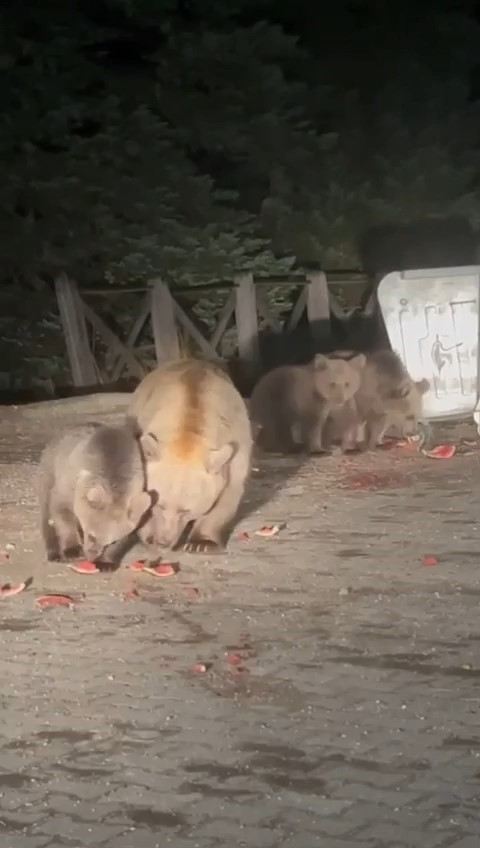 (Özel) Uludağ’da aç kalan ayılar dükkanları talan etti