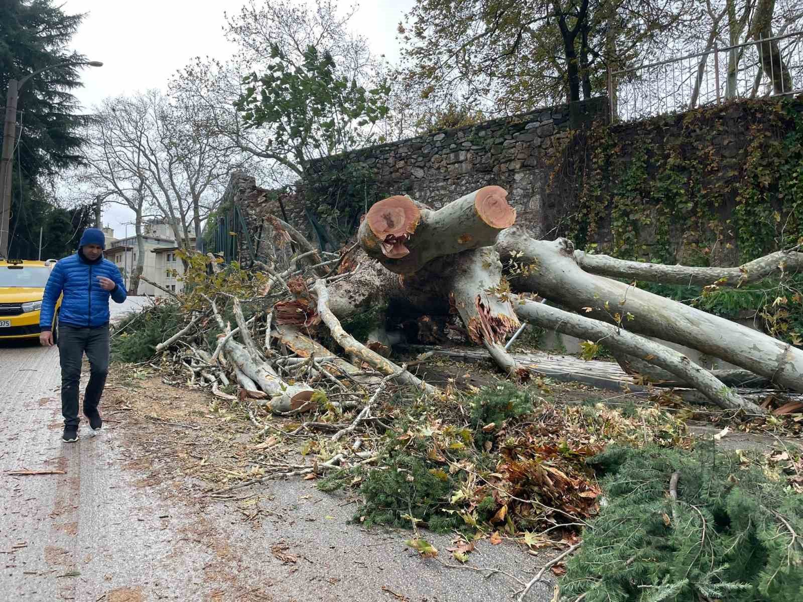 250 yıllık tarihi çınar fırtınaya dayanamadı