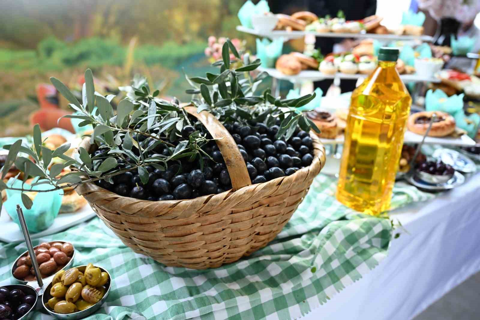 Bursa’nın zeytininde hasat vakti