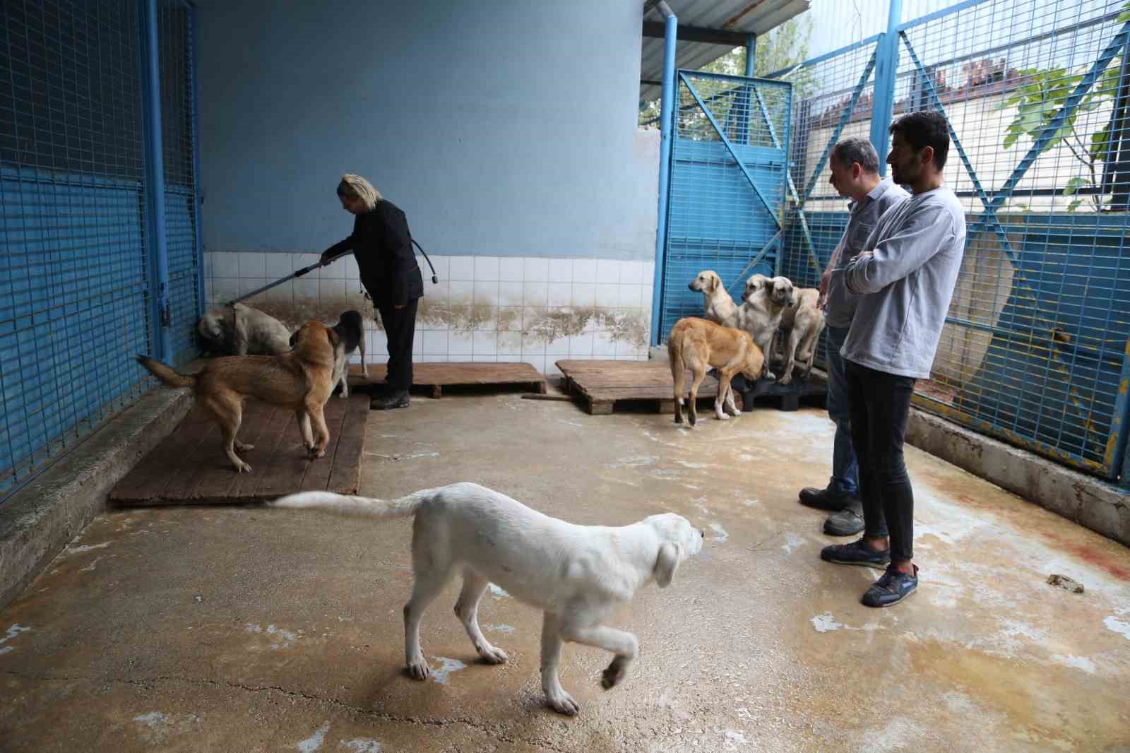 Sürü halinde dolaşan sokak köpeklerinden korunma tüyoları