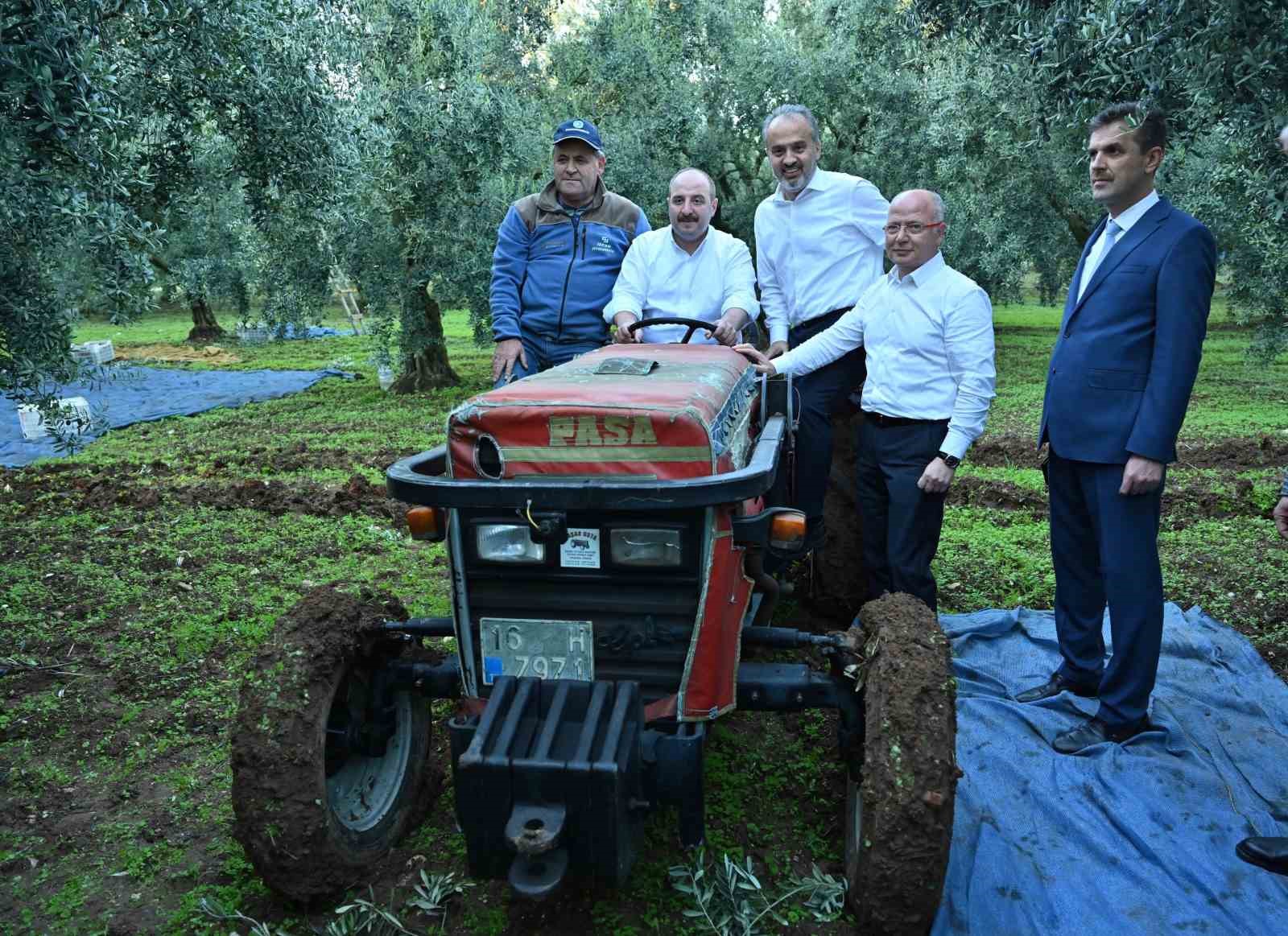 Bursa zeytininde hasat bereketi