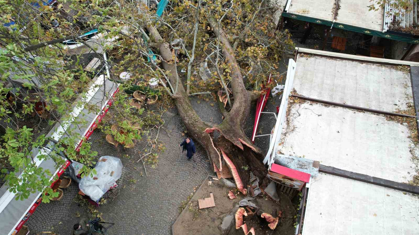 Fırtınaya dayanamayan 250 yıllık çınar dron ile görüntülendi