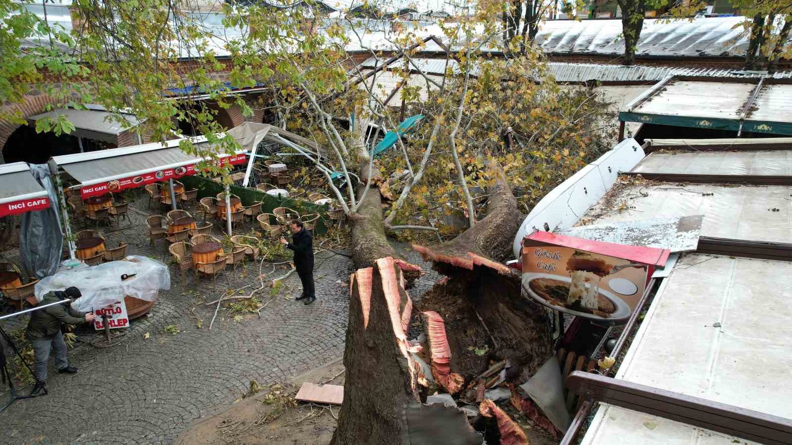 Fırtınaya dayanamayan 250 yıllık çınar dron ile görüntülendi