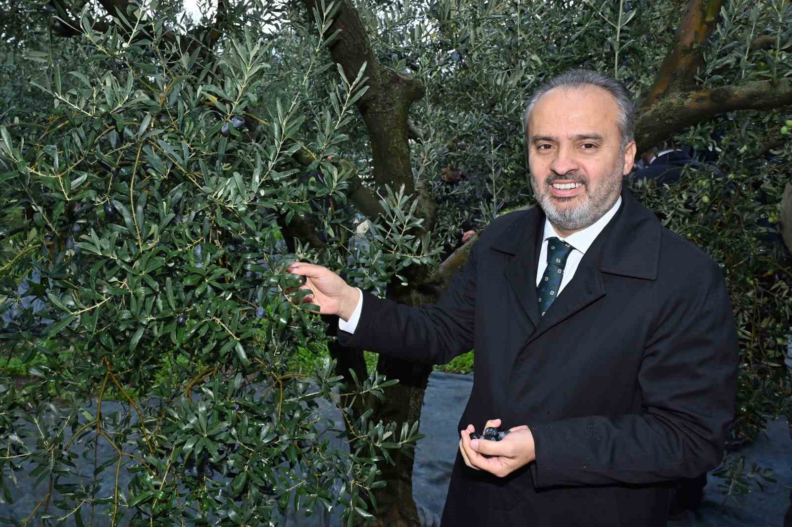 Orhangazi’de de zeytin hasadı başladı