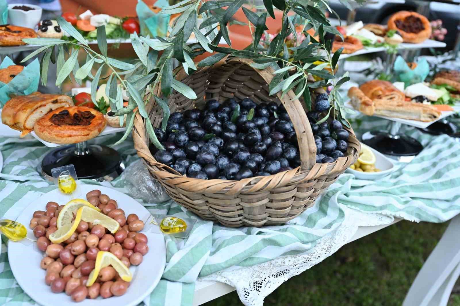 Orhangazi’de de zeytin hasadı başladı