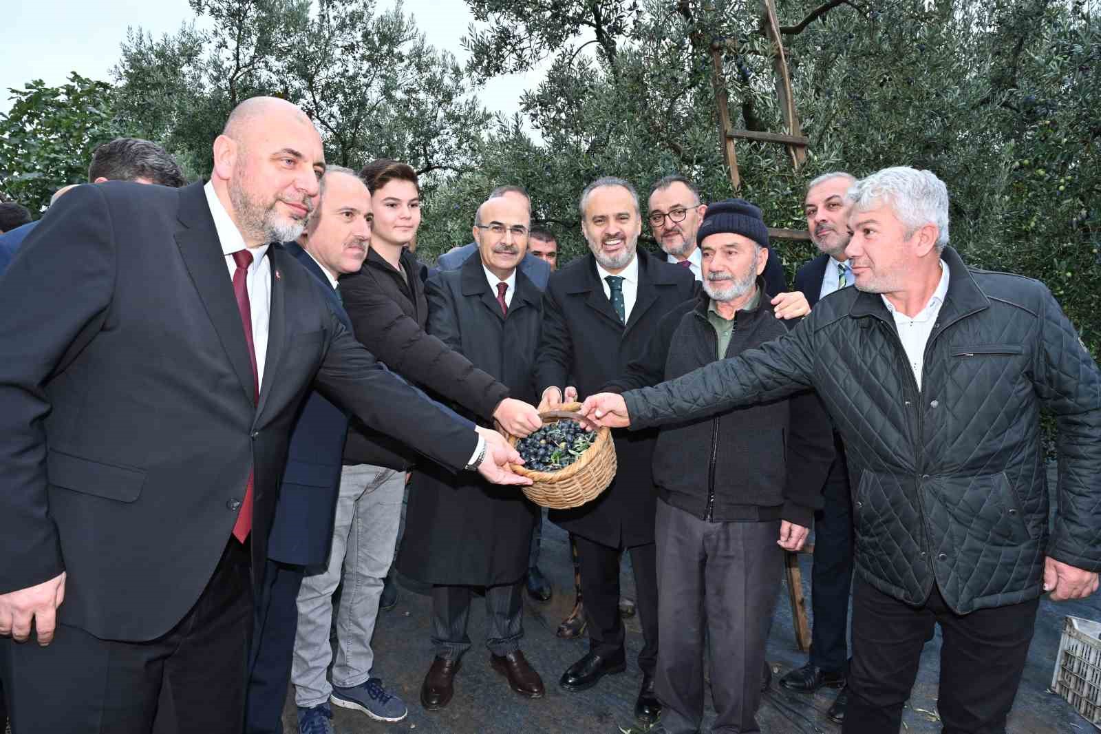 Orhangazi’de de zeytin hasadı başladı