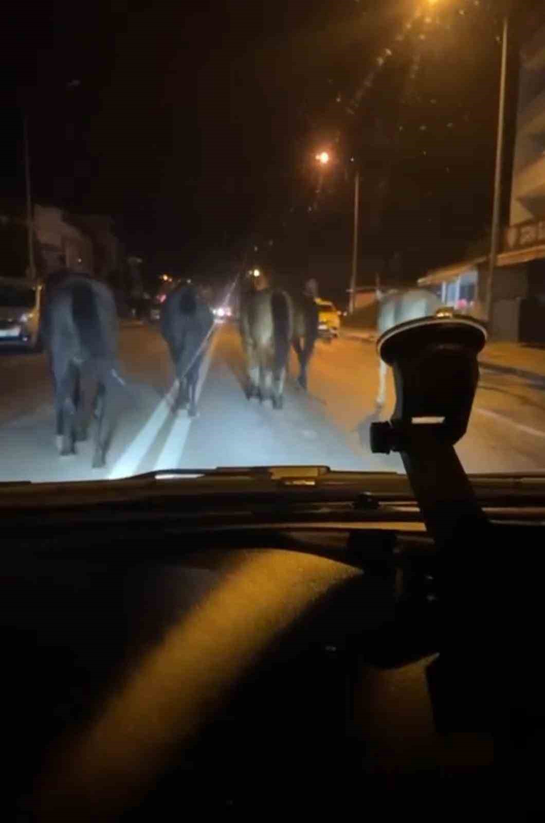 Bursa’da başıboş atlar trafiği zora soktu